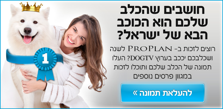 הפנייה לפעילות פייסבוק - הכלב הבא של ישראל