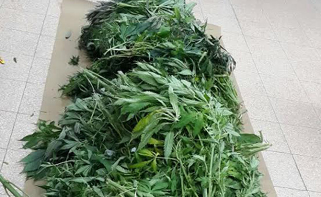 הסמים שנתפסו (צילום: משטרת ישראל)