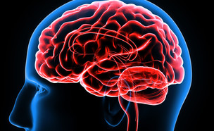 הדמיית מוח (צילום: Life science of anatomy, Shutterstock)