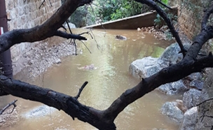 נחל אורן, גן לאומי פארק הכרמל (צילום: דוגי וינר, רשות הטבע והגנים, חדשות)