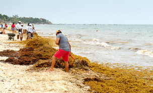 אצות במקסיקו (צילום: Playa del Carmen, shutterstock)