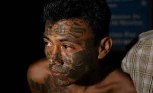 MS13 (צילום: ES James, shutterstock)