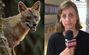 שי ליטבק (צילום: שי ליטבק: מתוך "חדשות הבוקר", תן: תומר נויברג/פלאש90)